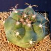 Matucana_pujupatii_1